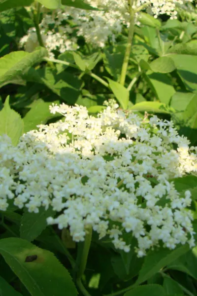 growing elderberries