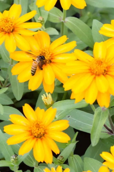 Tithonia flowers