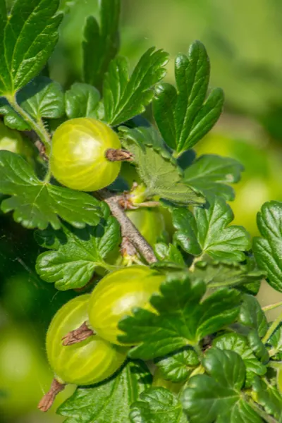 how to grow gooseberries