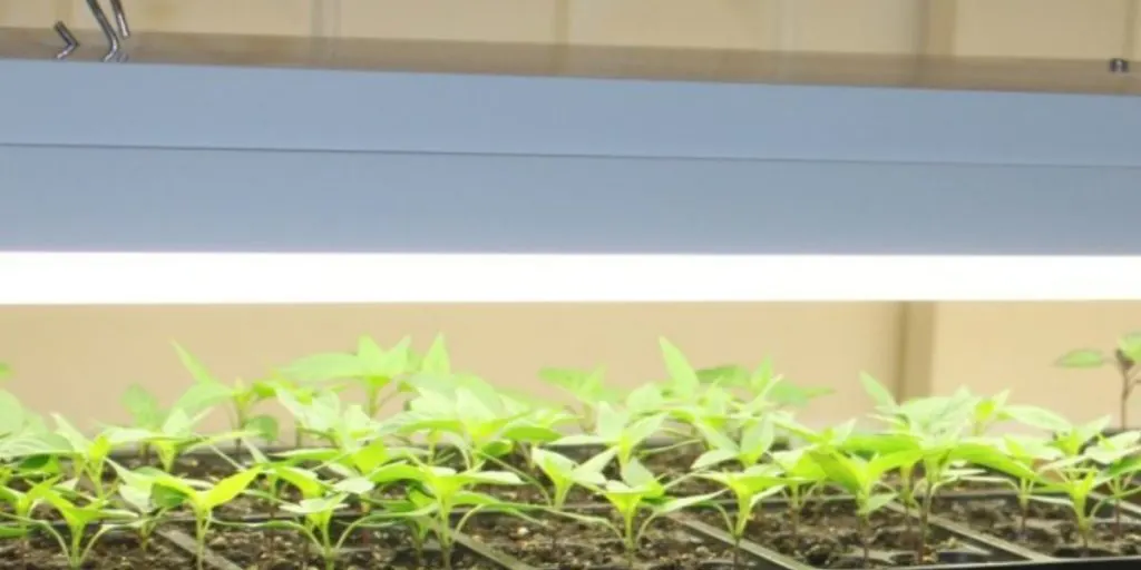 starting seeds with fluorescent lights