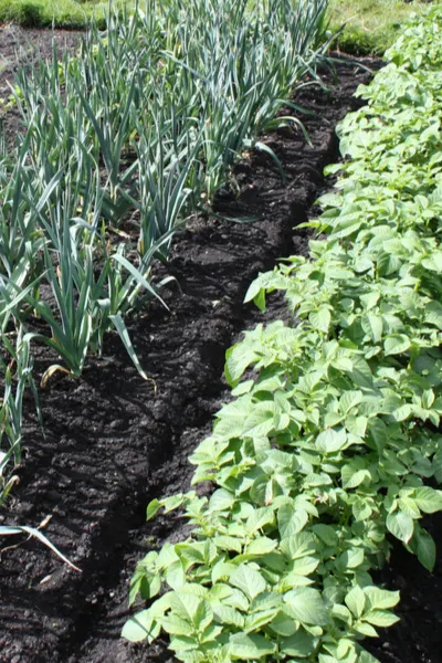 platning the garden