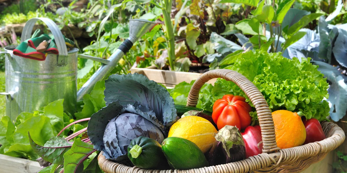 garden tips for new gardeners