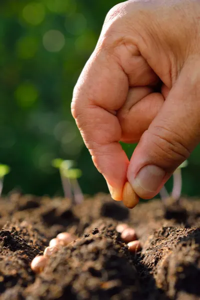 Planting your first vegetable garden