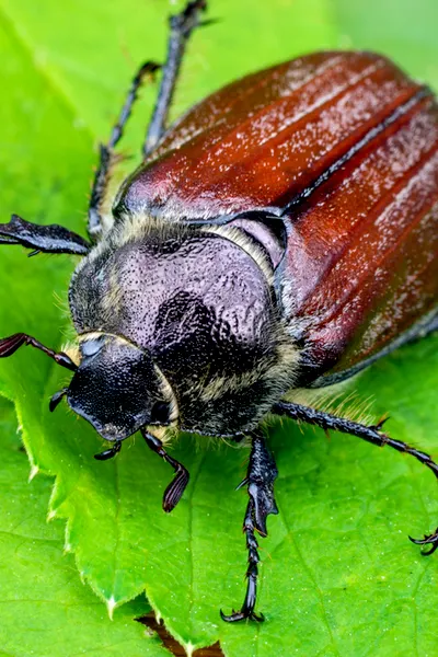 stopping june bugs