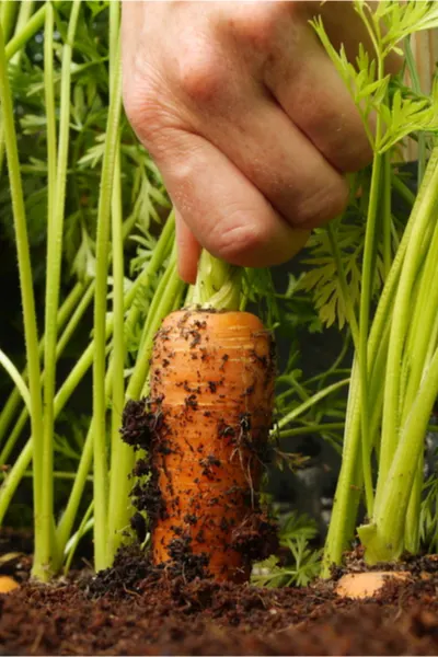 organic fertilizers