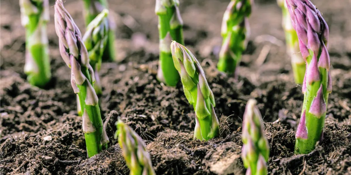 how to plant asparagus