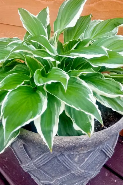 potted hosta perennial