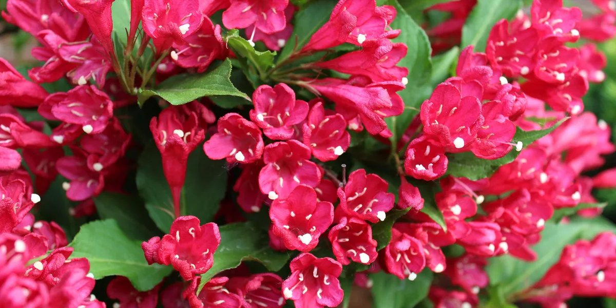 growing weigela