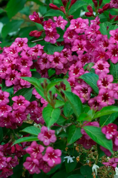 growing weigela