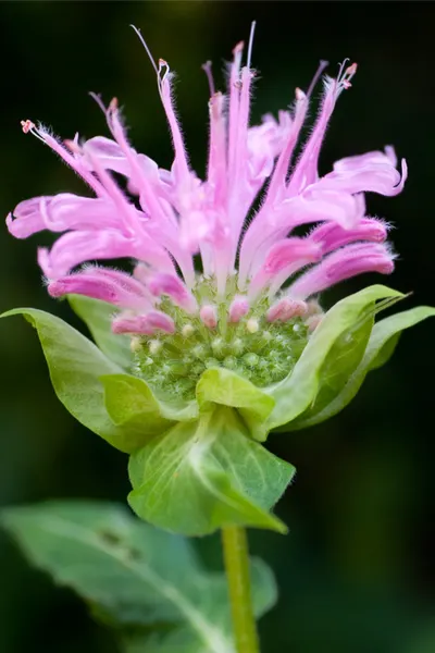 perennial blooms