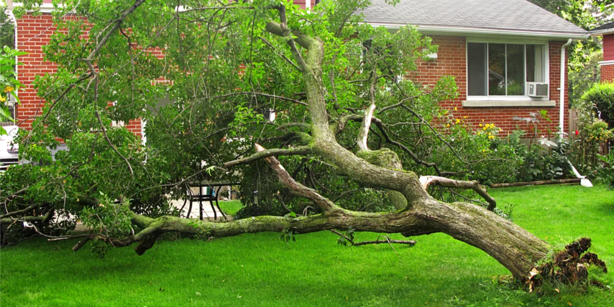 trees to never plant