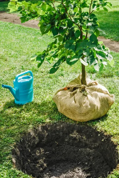 watering a newly planted tree