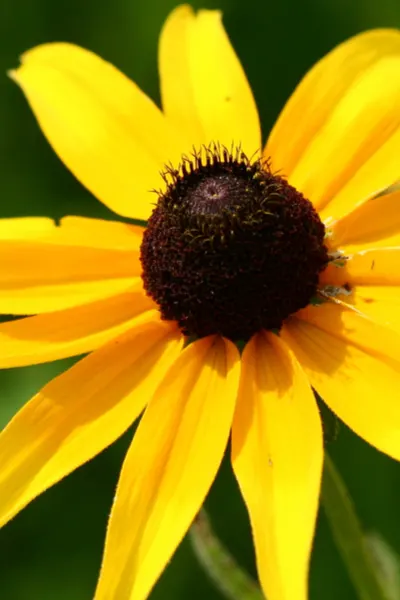 Growing Black Eyed Susan