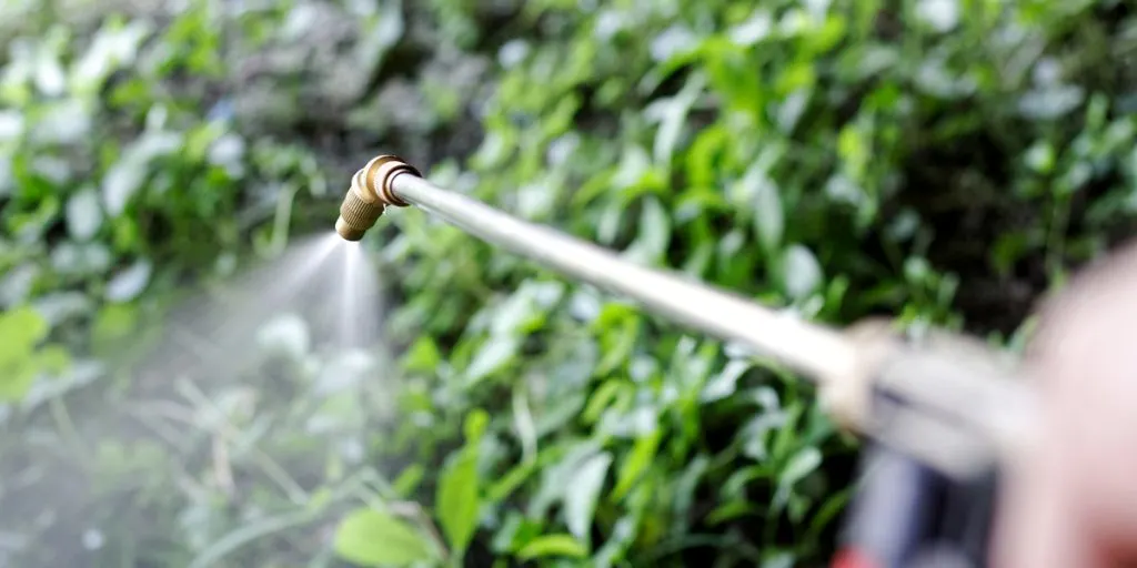 spraying weeds