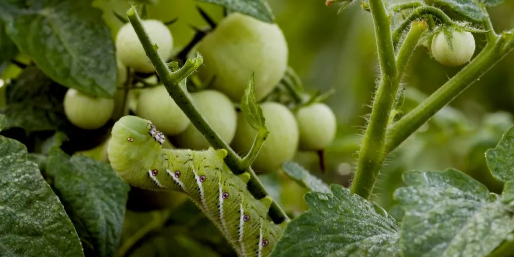 how to stop tomato hornworms