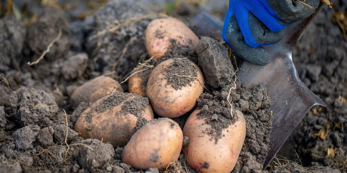 storing potatoes