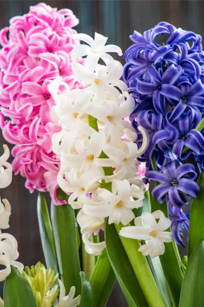 planting hyacinth