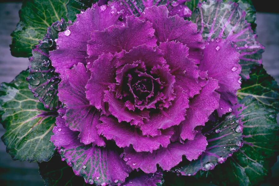 fall annuals
