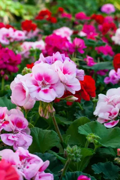 hardy geraniums
