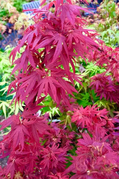 dwarf Japanese Maple Tree