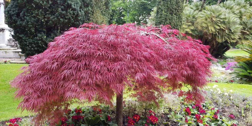 growing dawrf Japanese Maple Trees