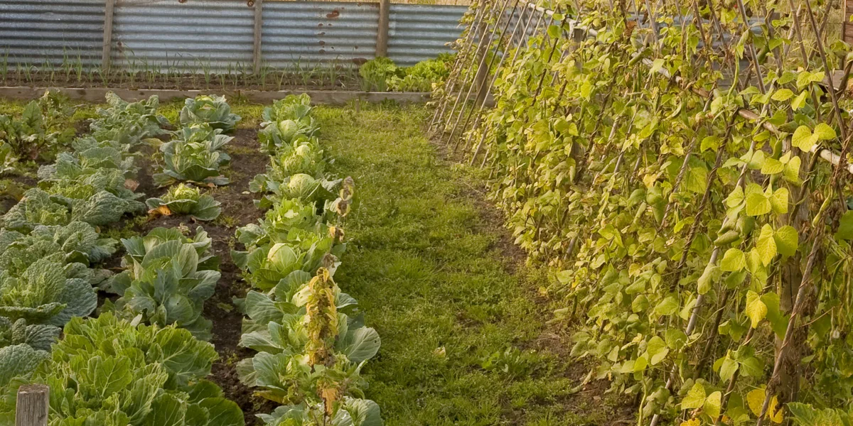 perparing the garden for winter
