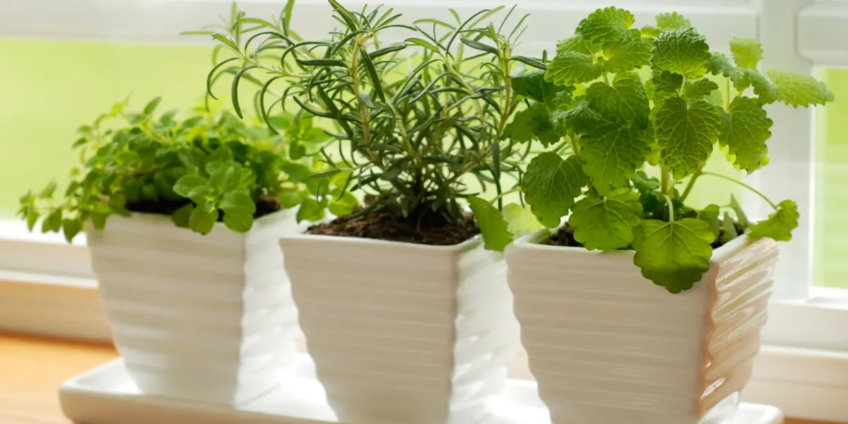 bringing herbs indoors