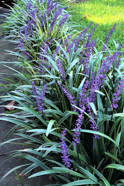 liriope border plant