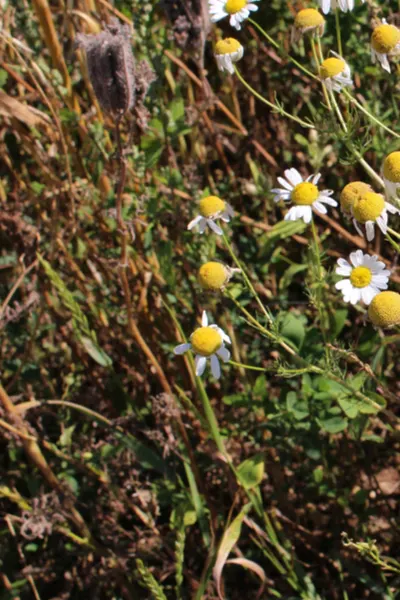 fading perennials