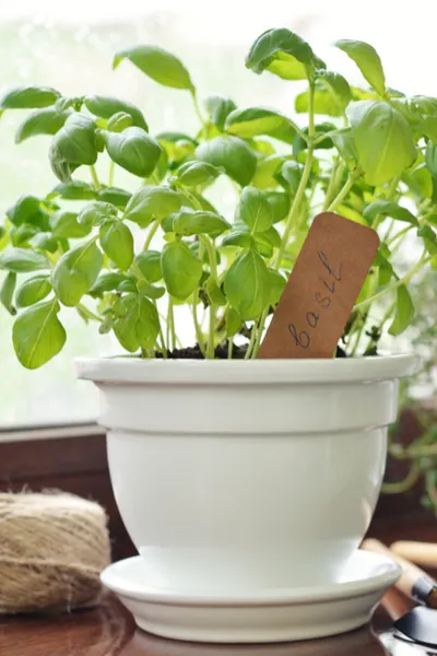 growing herbs indoors