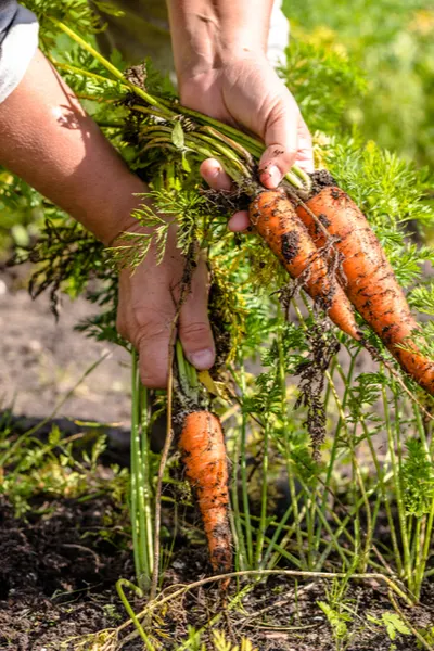 pulling carrots
