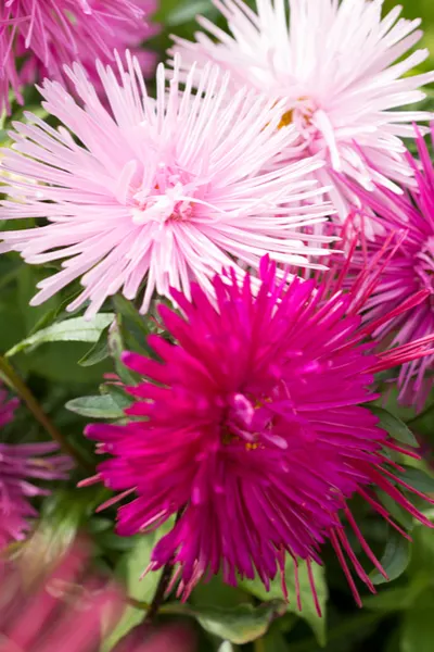 asters in bloom