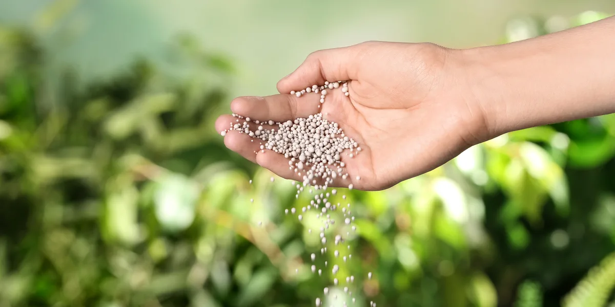 Why not to fertilize perennials in the fall