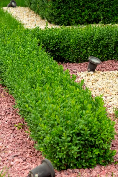 planting boxwood shrubs
