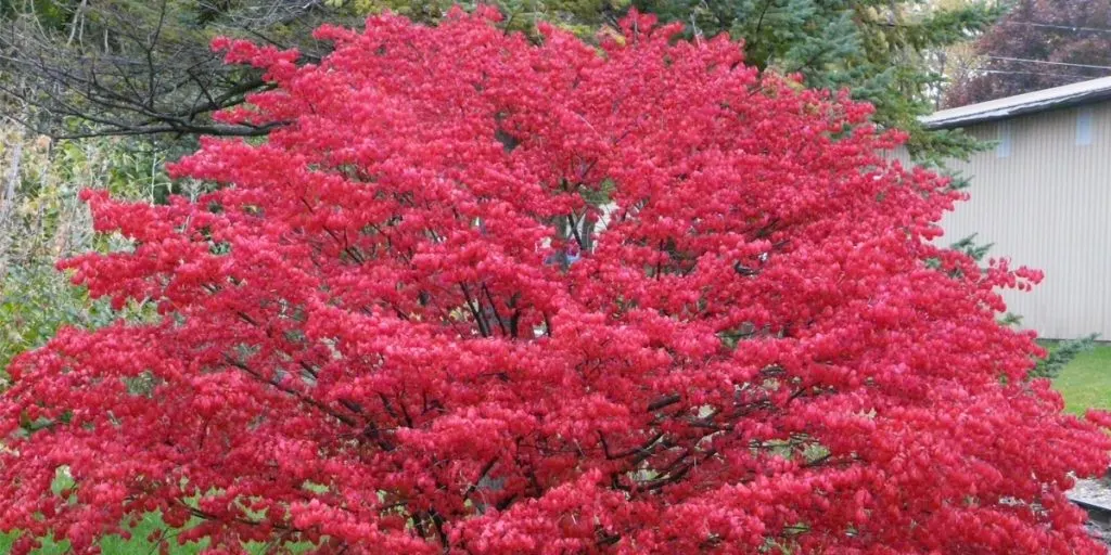 growing burning bushes