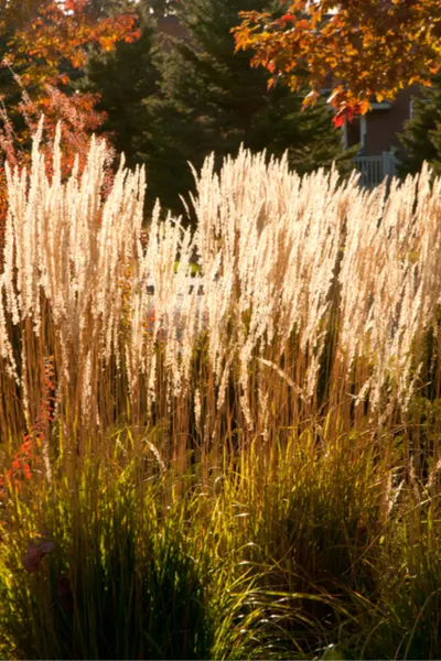 feather reed grasses