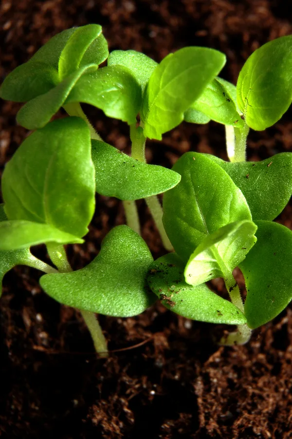basil germinating - growing basil indoors in the winter
