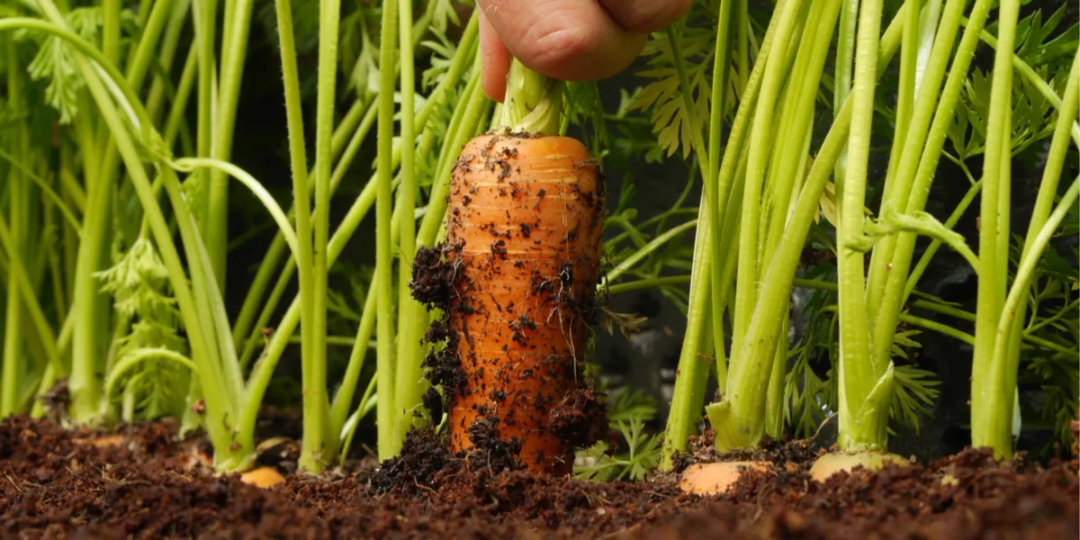 how to grow carrots