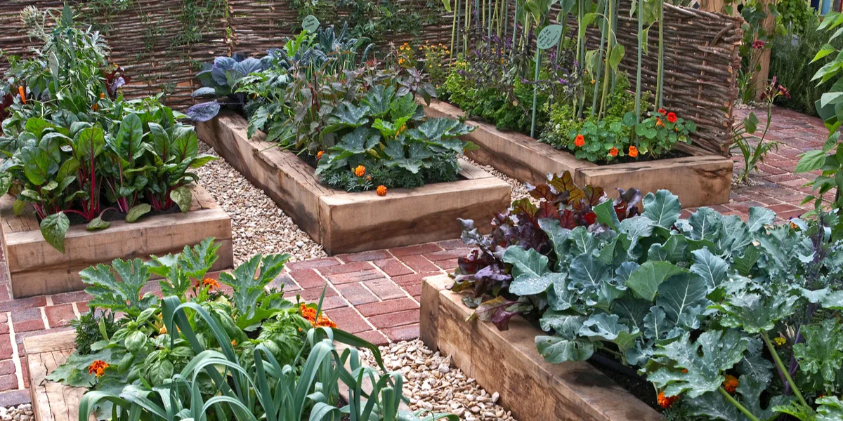 grow in raised rows
