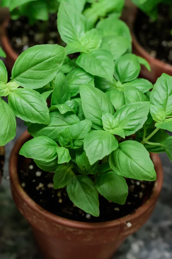 how to grow basil