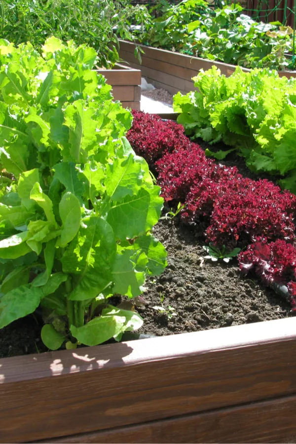 how to grow in raised beds