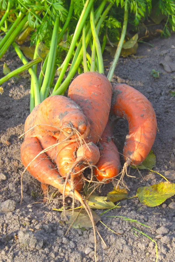 hard soil