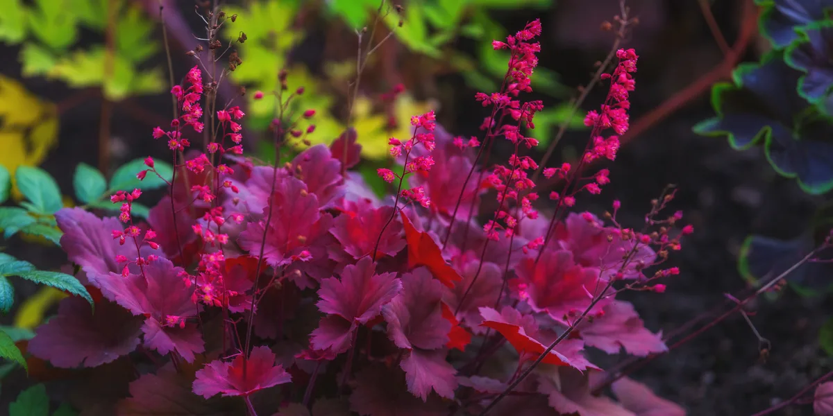 coral bells planting