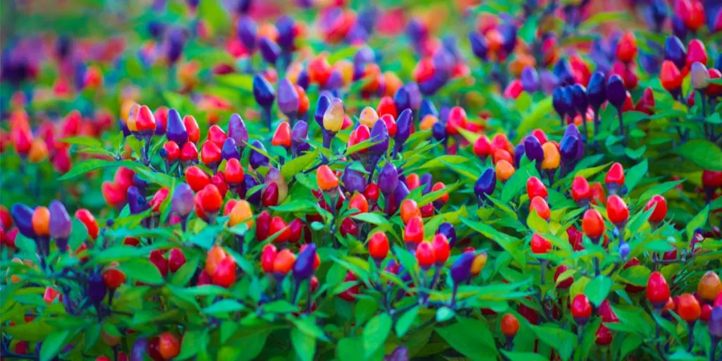 how to grow ornamental peppers