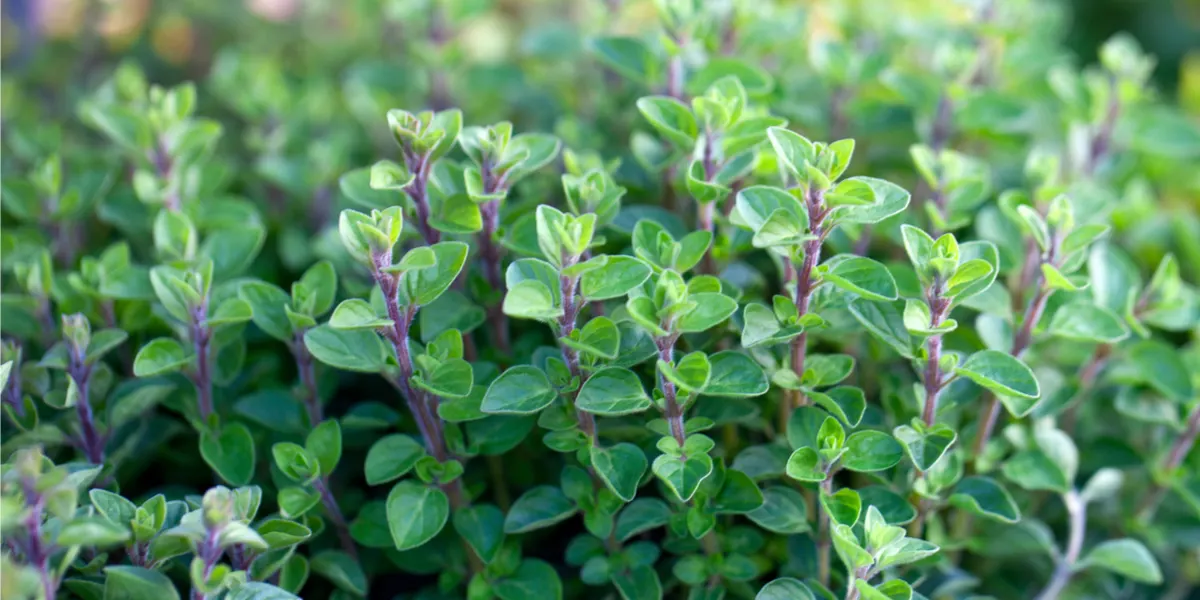 how to grow oregano