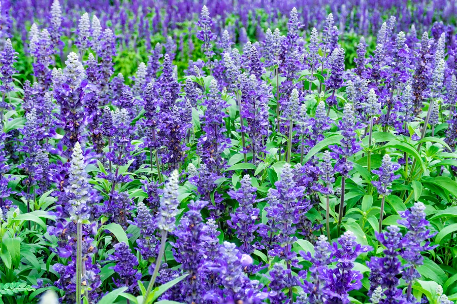 how to grow salvia