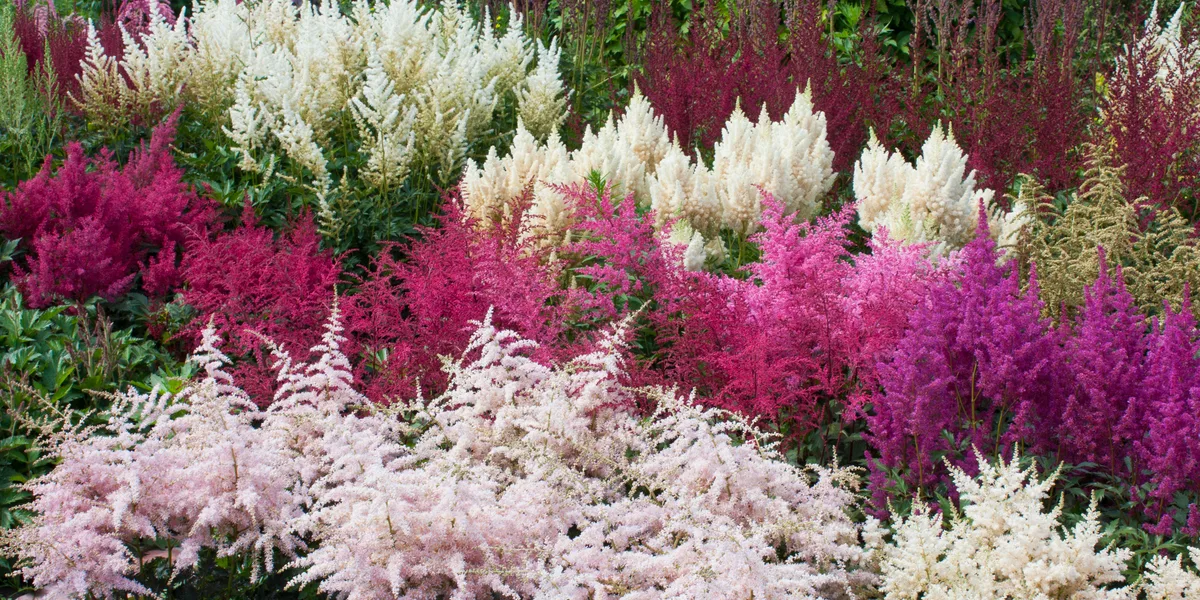 how to grow astilbe