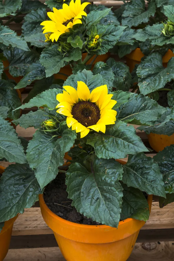 Sunspot