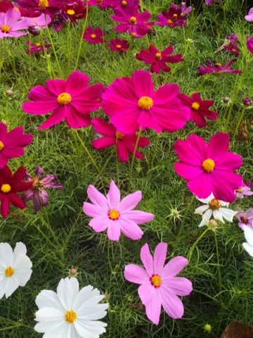 growing cosmos