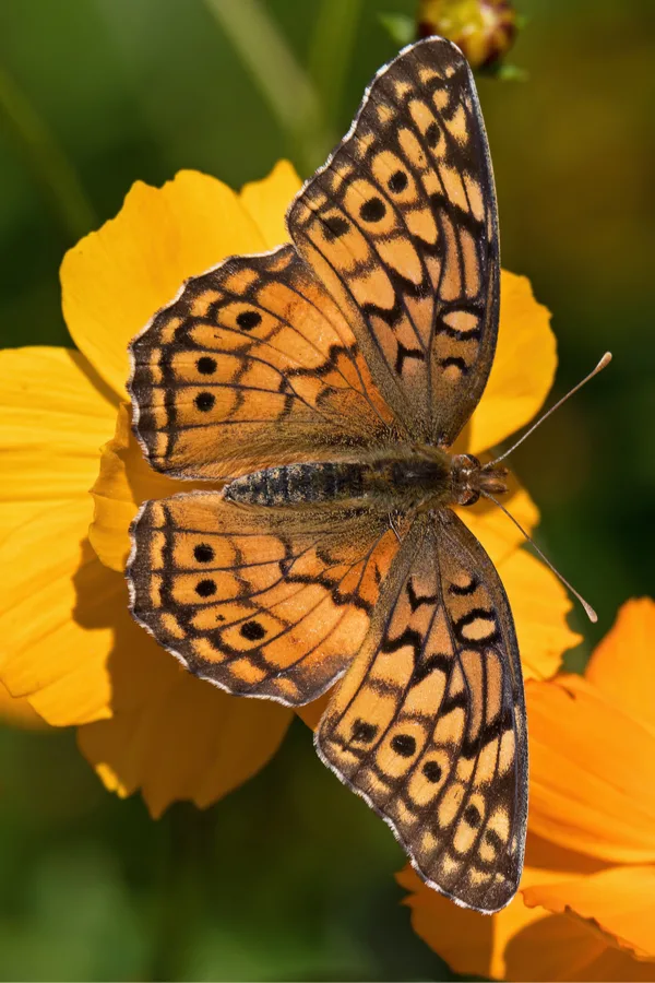 pollinator on flowering annual